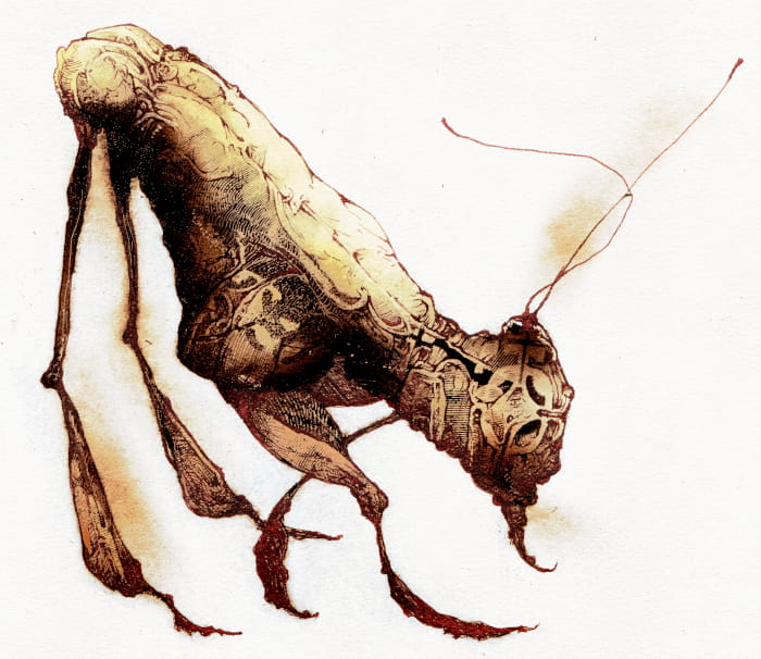 Dibujo de una rara especie de langosta amgosta