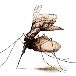 Mosquito chupatintas o mosquito pluma fuente en el Bestiario ilustrado